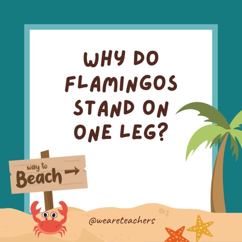 Why do flamingos stand on one leg? Why do flamingos stand on one leg?