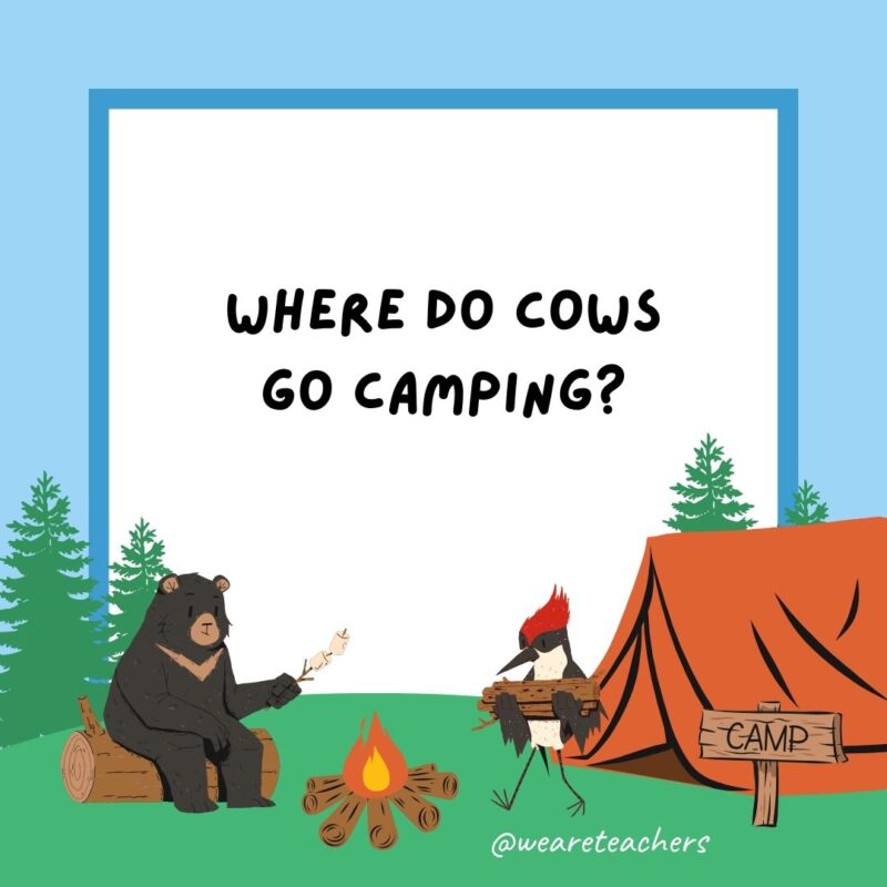 Camping jokes: Where do cows go camping? Upstate Moo York. Camping jokes: Where do cows go camping? Upstate Moo York.