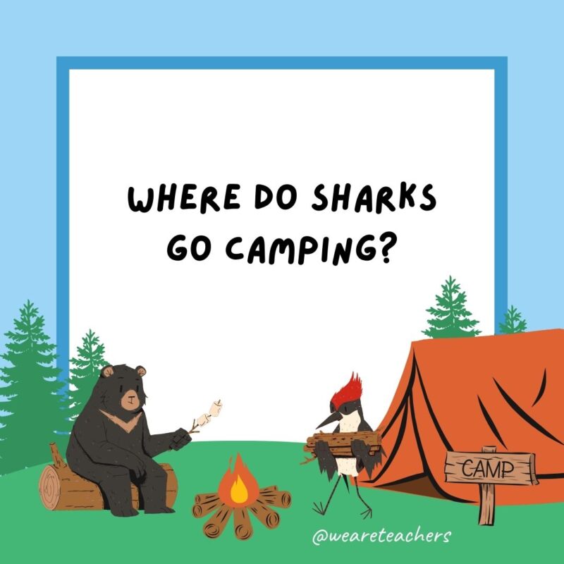Where do sharks go camping? Finland. Where do sharks go camping? Finland.