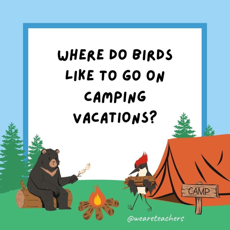Camping jokes: Where do birds like to go on camping vacations? The Canary Islands. Camping jokes: Where do birds like to go on camping vacations? The Canary Islands.