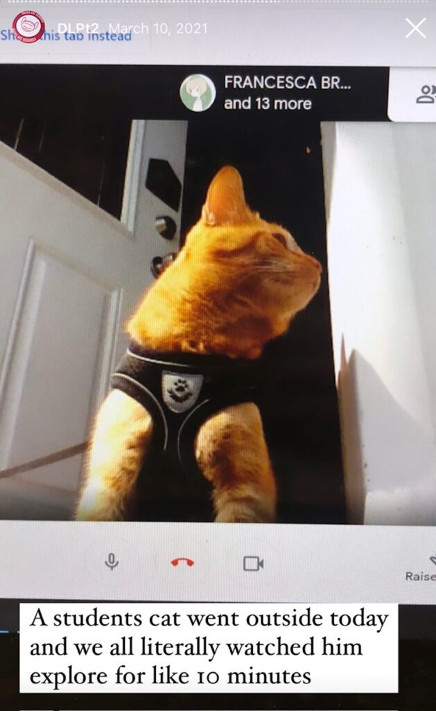 How This Ten-Second Habit Became My Favorite Classroom and Parenting Hack Photo of cat from daily record