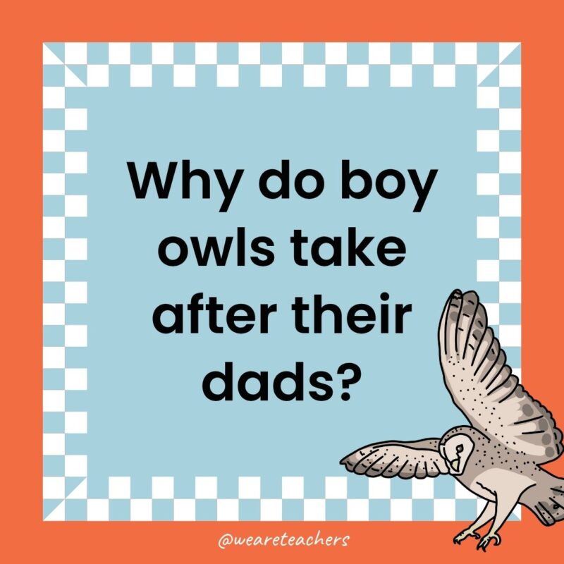 a joke that says: Why do boy owls take after their dads? 