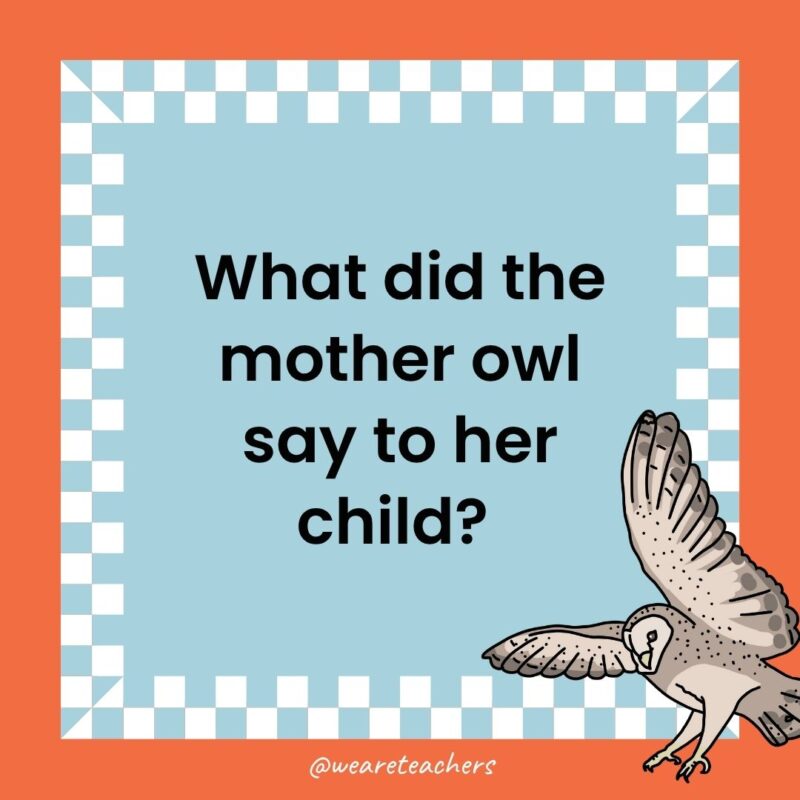 a joke that states: What did the mother owl say to her child? 