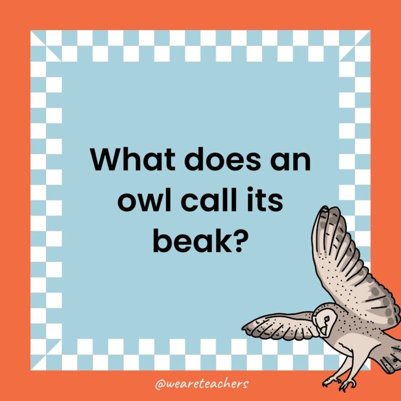 a joke that states: What does an owl call its beak?