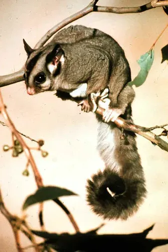 Maryanne Wolf Knows Her Proust and Her P.O.S.S.U.M.