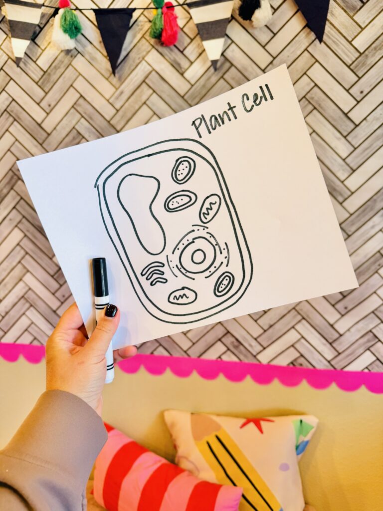a drawing of a plant cell made from a plant cell drawing tutorial
