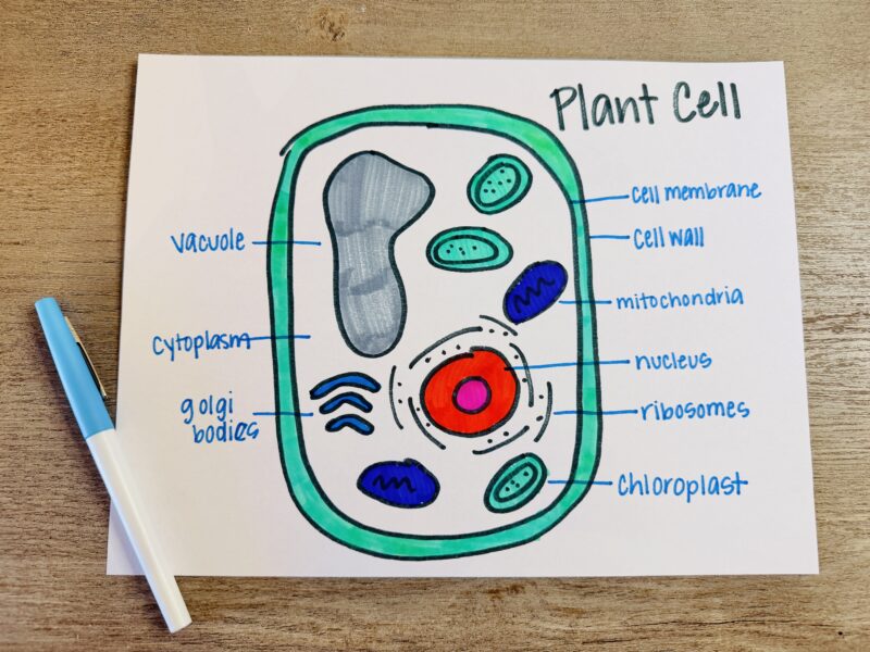 an example of a plant cell storybook
