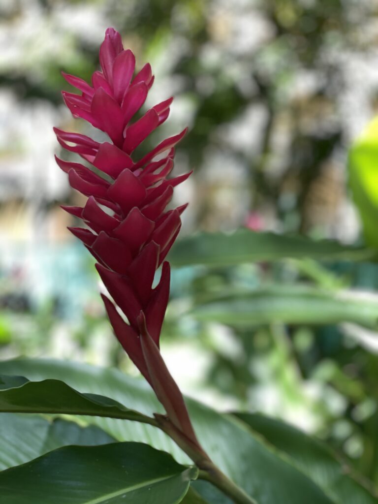 easy science experiment for kids: dissect a flower