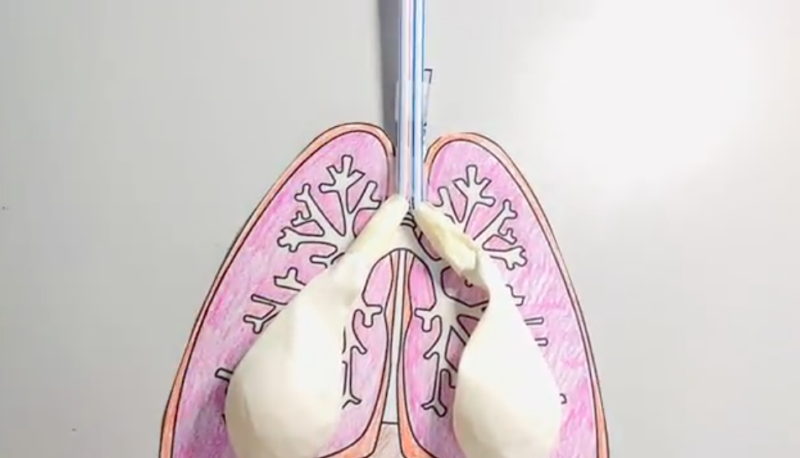 easy science experiment for kids: balloon lungs