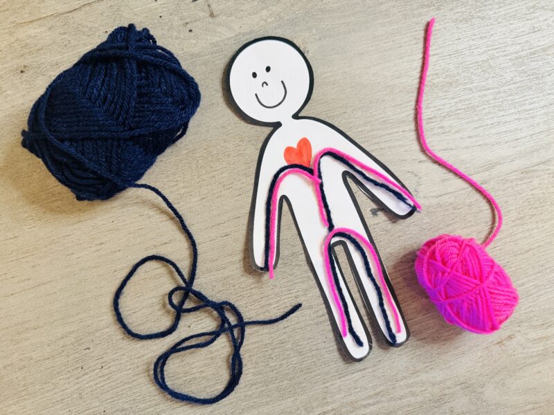 Circulatory System Activities yarn examples of blood vessels within the body