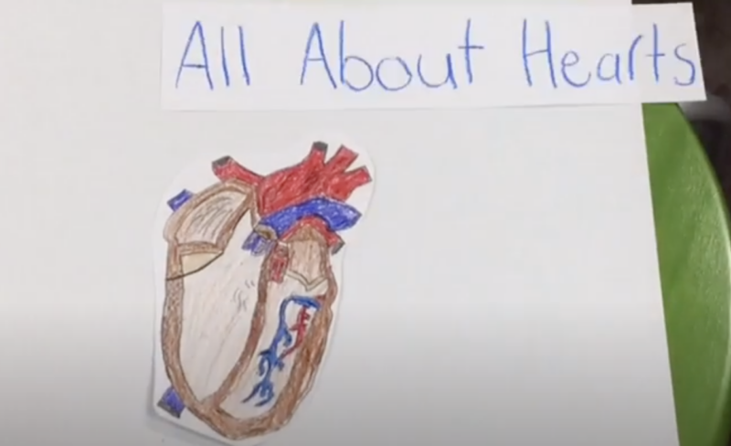 Circulatory System Activities a student drawn heart from a heart drawing tutorial