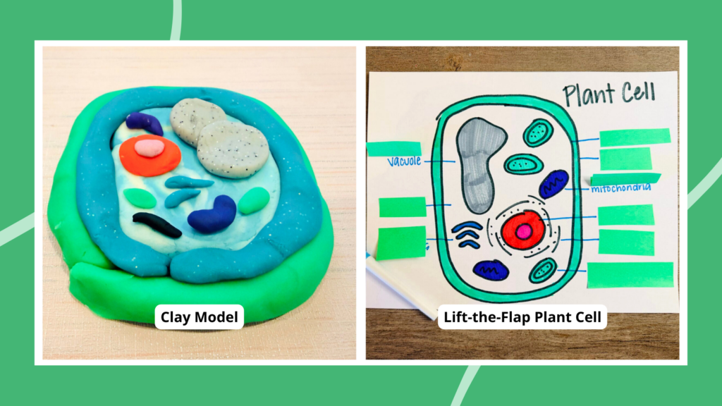 two images of plant cell project ideas that include a clay model and lift-the-flap plant cell
