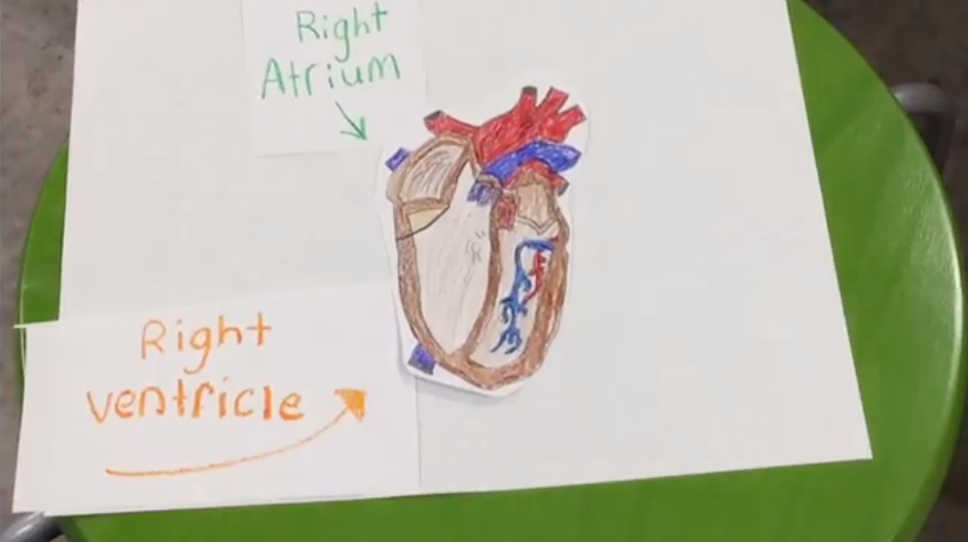 Circulatory System Activities an image of a student drawn heart used in a stop motion video