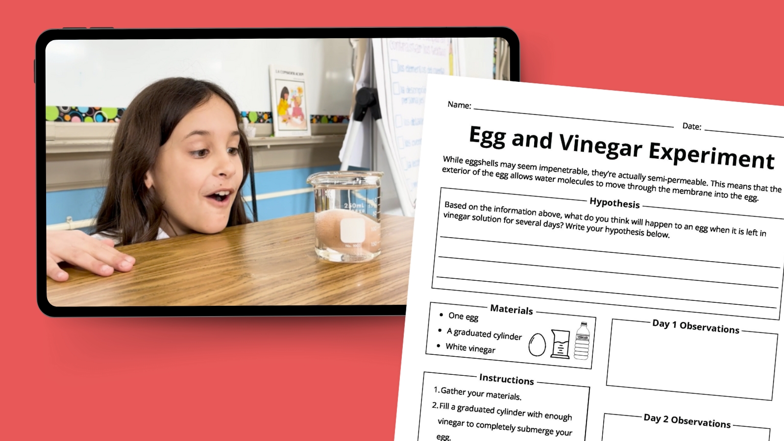Egg and Vinegar Experiment Elementary school girl looks amazed observing egg and vinegar science experiment alongside a printable experiment recording sheet.